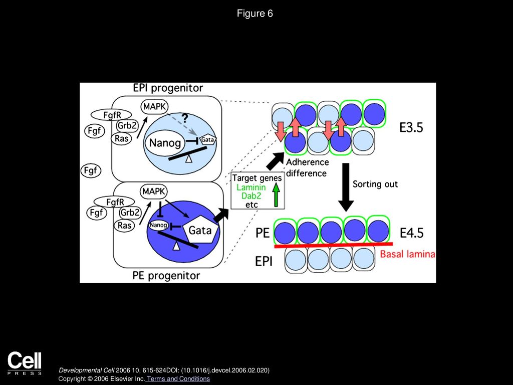 Early Lineage Segregation Between Epiblast And Primitive Endoderm In